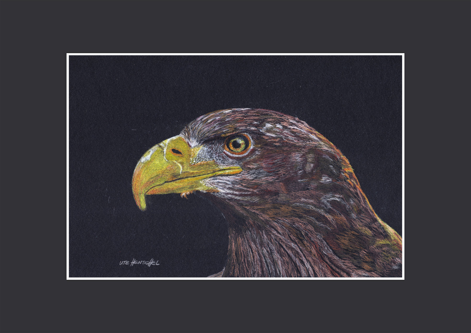 Weißschwanz-Seeadler