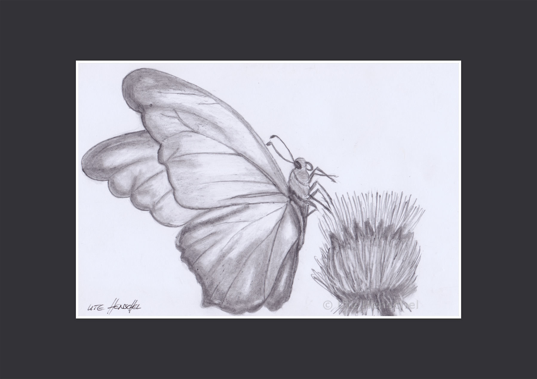 Distel mit Schmetterling